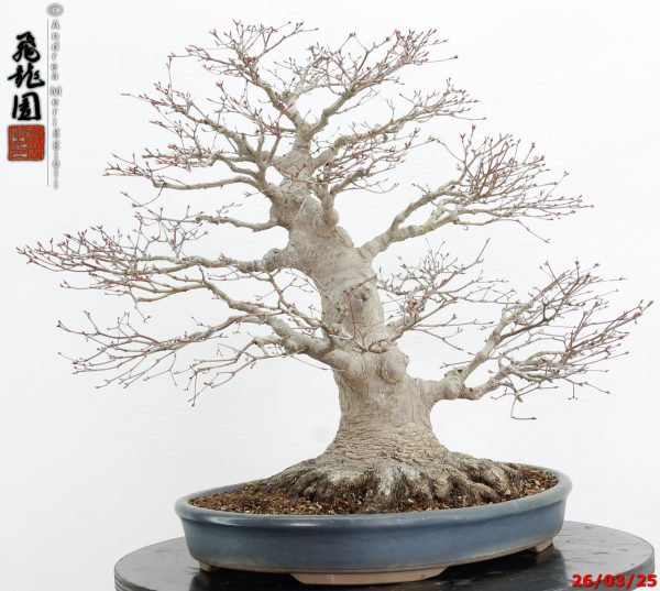 Acer palmatum - Image 5