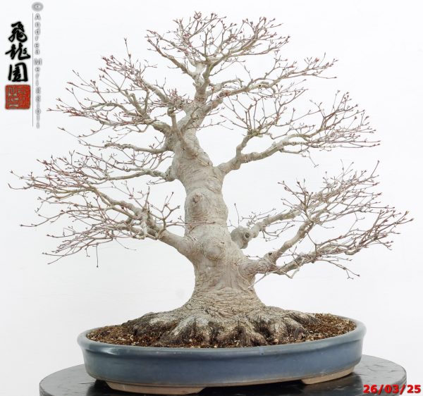 Acer palmatum - Image 6