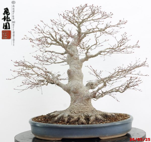 Acer palmatum - Image 7