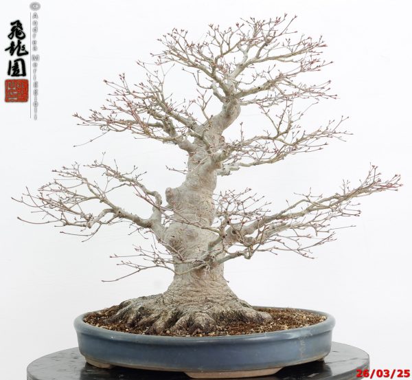Acer palmatum - Image 8