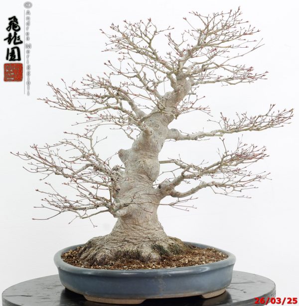 Acer palmatum - Image 9