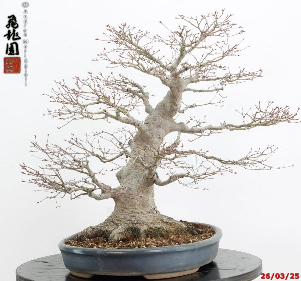 Acer palmatum - Image 10