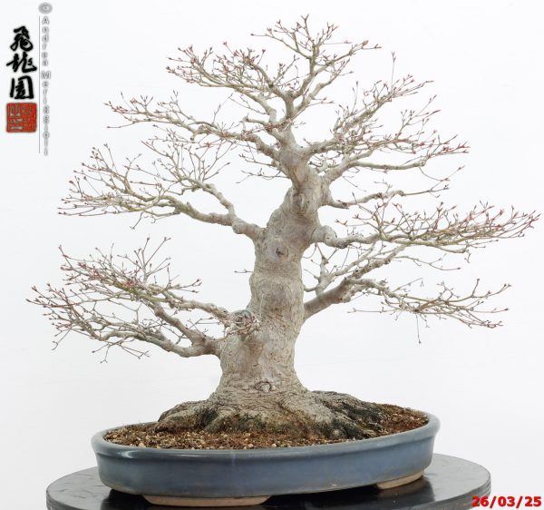 Acer palmatum - Image 11