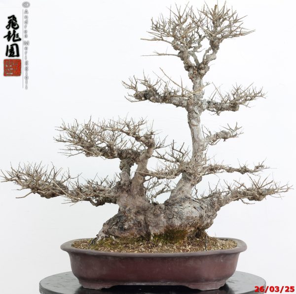 Zelkova parvifolia - immagine 2