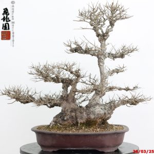 Zelkova parvifolia