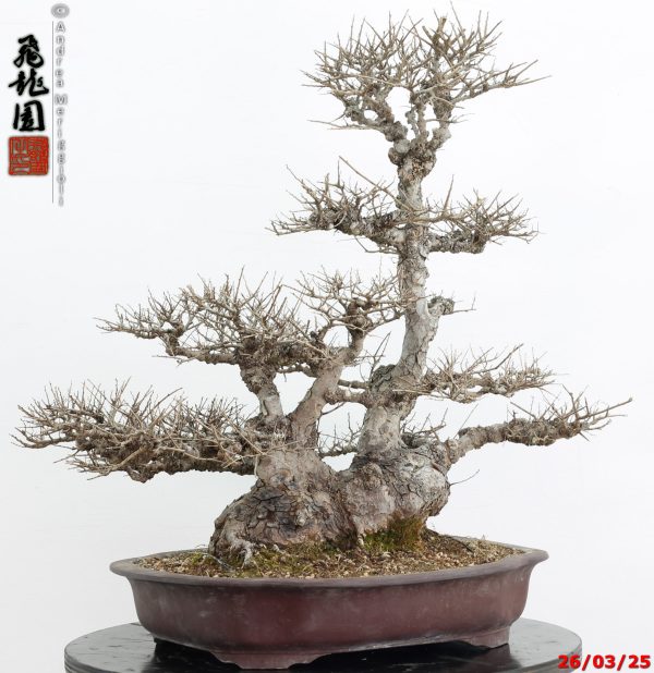 Zelkova parvifolia - immagine 3
