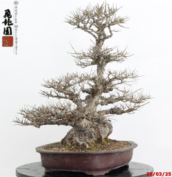 Zelkova parvifolia - immagine 4