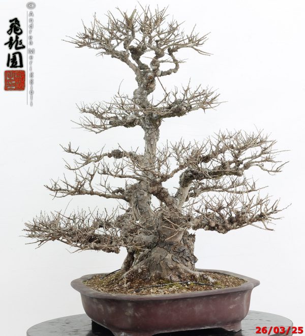 Zelkova parvifolia - immagine 5