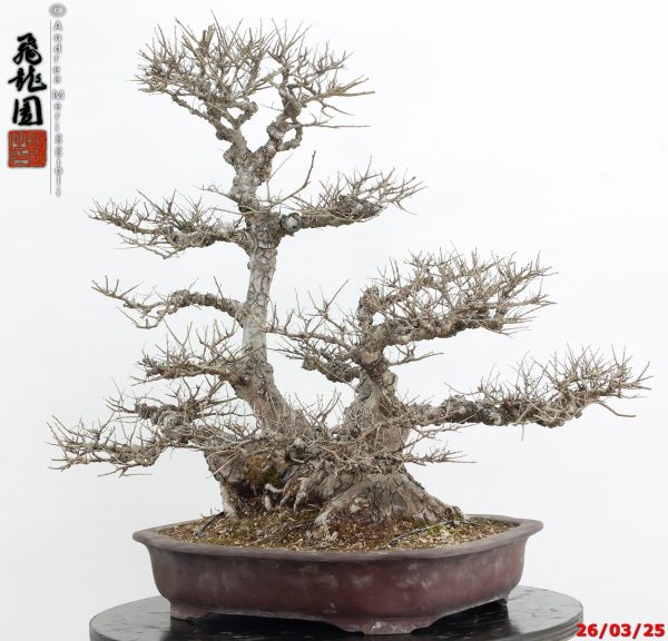 Zelkova parvifolia - immagine 6