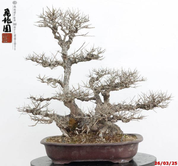 Zelkova parvifolia - immagine 7
