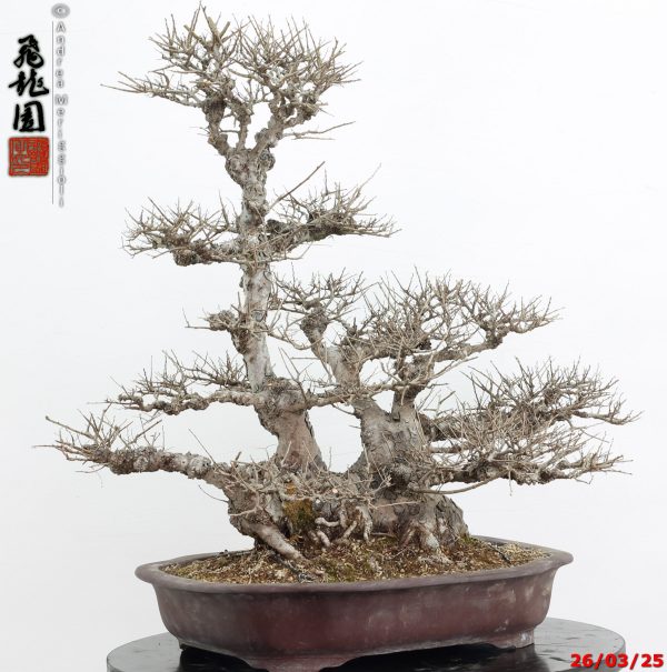 Zelkova parvifolia - immagine 8