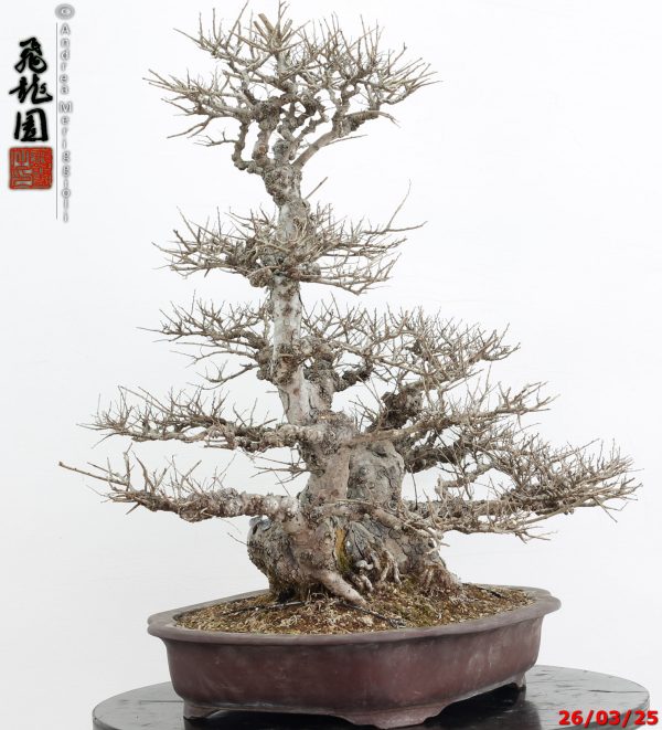 Zelkova parvifolia - immagine 9