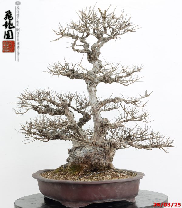 Zelkova parvifolia - immagine 10