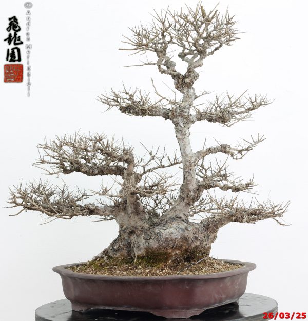 Zelkova parvifolia - immagine 11
