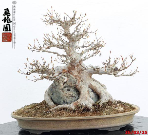 Acer buergerianum