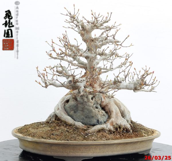 Acer buergerianum - immagine 2