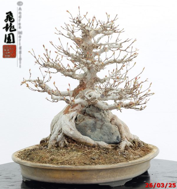 Acer buergerianum - immagine 3