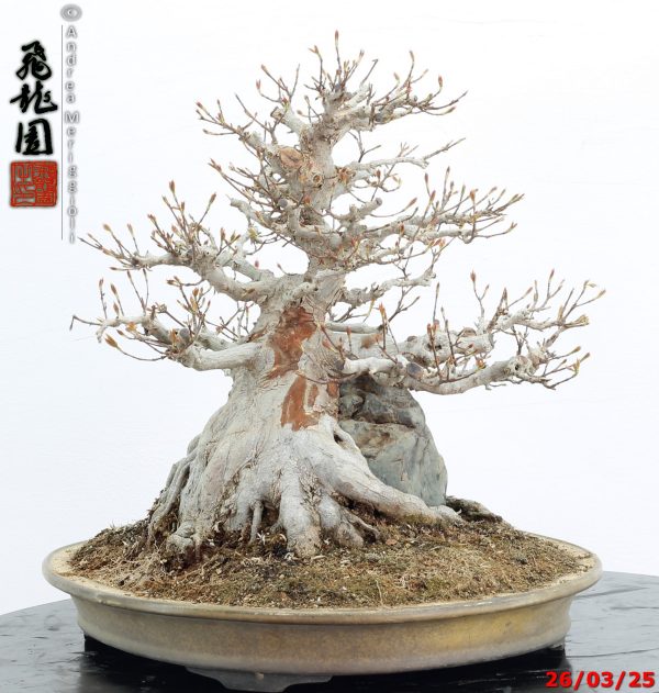 Acer buergerianum - immagine 4