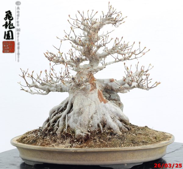 Acer buergerianum - immagine 5