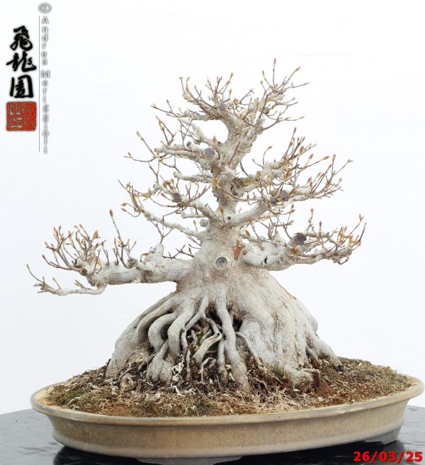 Acer buergerianum - immagine 6