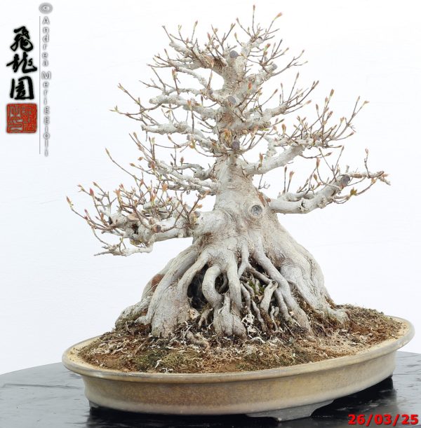 Acer buergerianum - immagine 7
