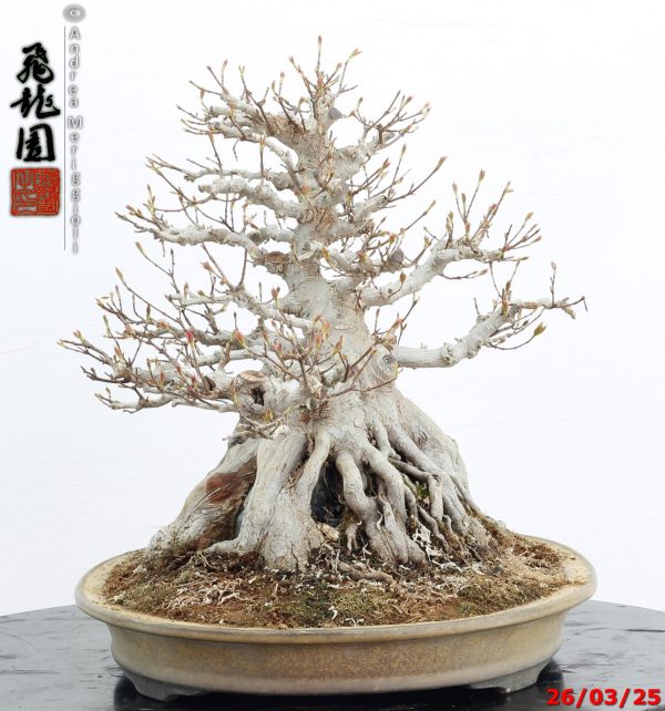 Acer buergerianum - immagine 8