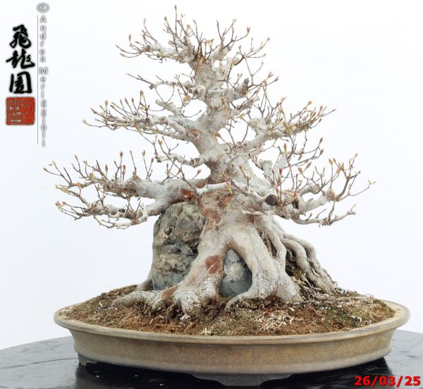 Acer buergerianum - immagine 9