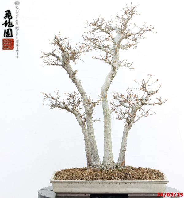 Acer buergerianum