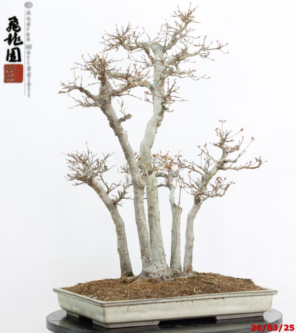 Acer buergerianum - Image 2