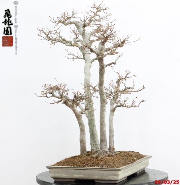 Acer buergerianum - Image 3
