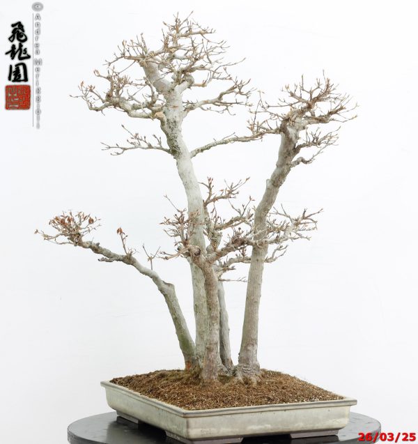 Acer buergerianum - Image 4