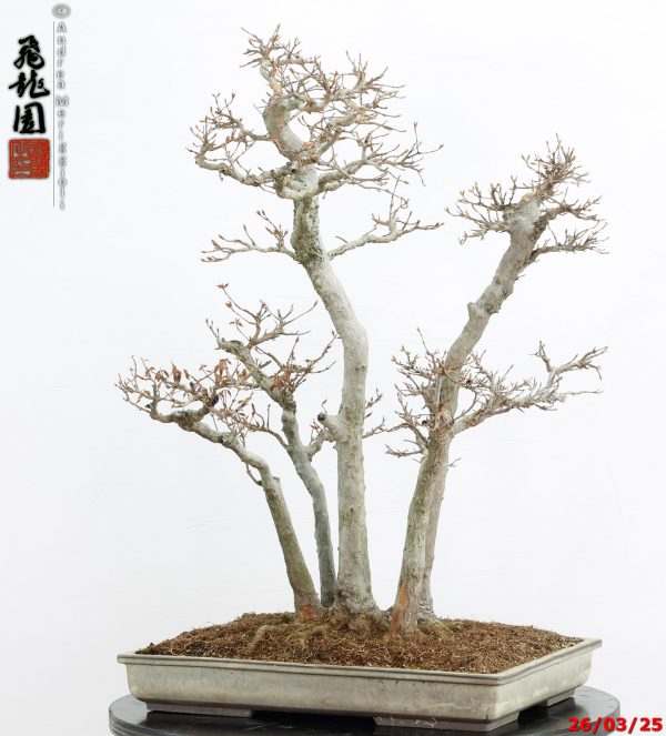 Acer buergerianum - Image 5