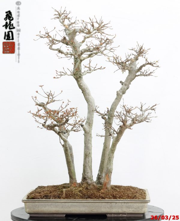 Acer buergerianum - Image 6
