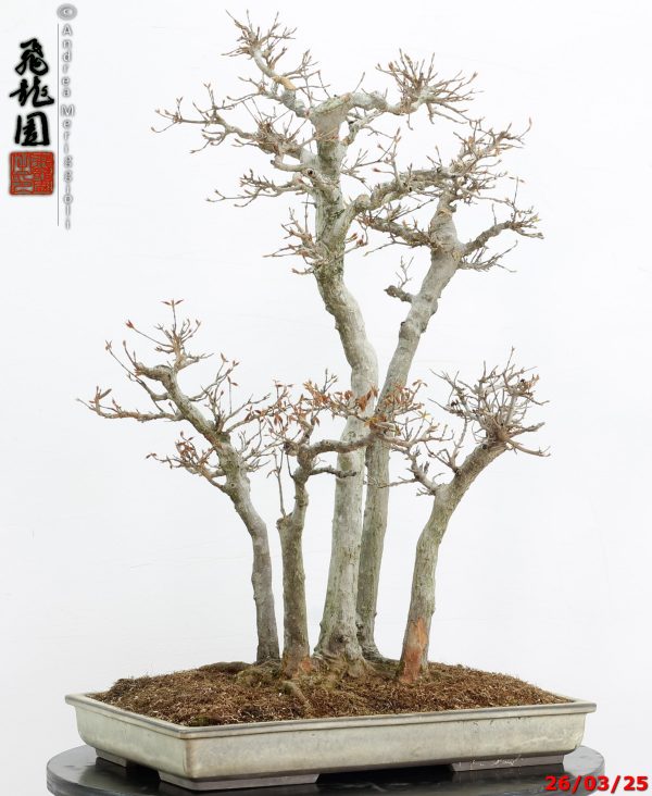 Acer buergerianum - Image 7
