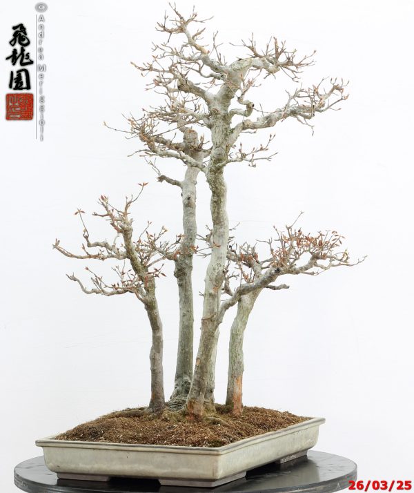Acer buergerianum - Image 8