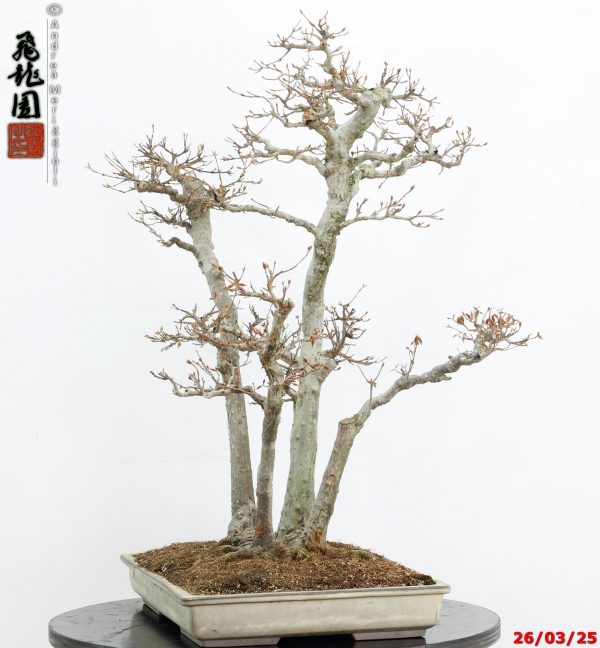 Acer buergerianum - Image 9