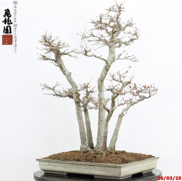 Acer buergerianum - Image 10
