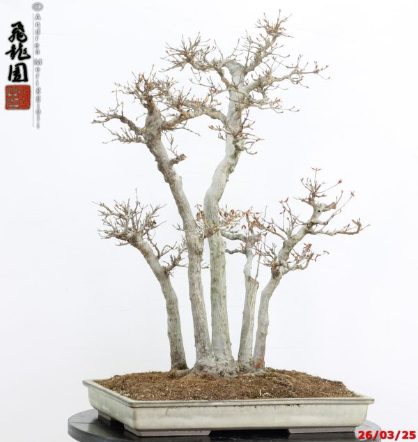 Acer buergerianum - Image 11