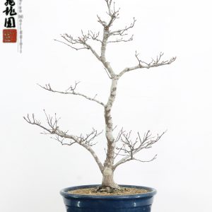 Acer palmatum Shoujounomura