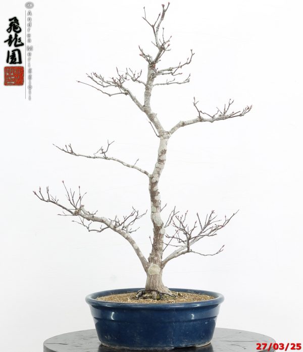 Acer palmatum Shoujounomura