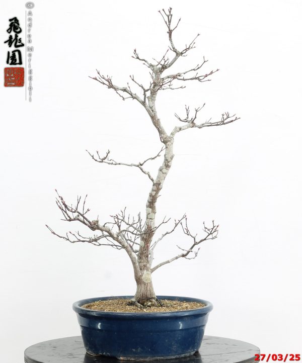Acer palmatum Shoujounomura - immagine 2