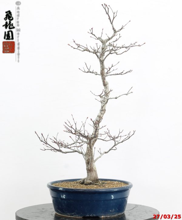 Acer palmatum Shoujounomura - immagine 3