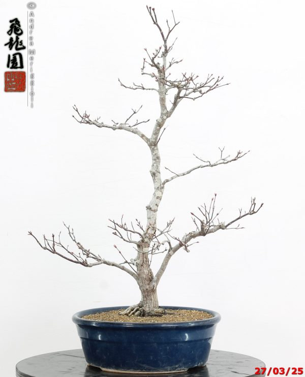 Acer palmatum Shoujounomura - immagine 4