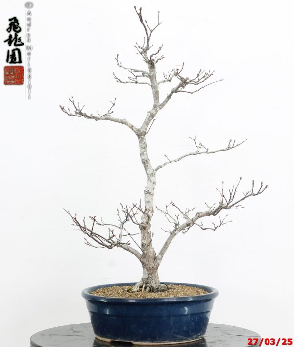 Acer palmatum Shoujounomura - immagine 5