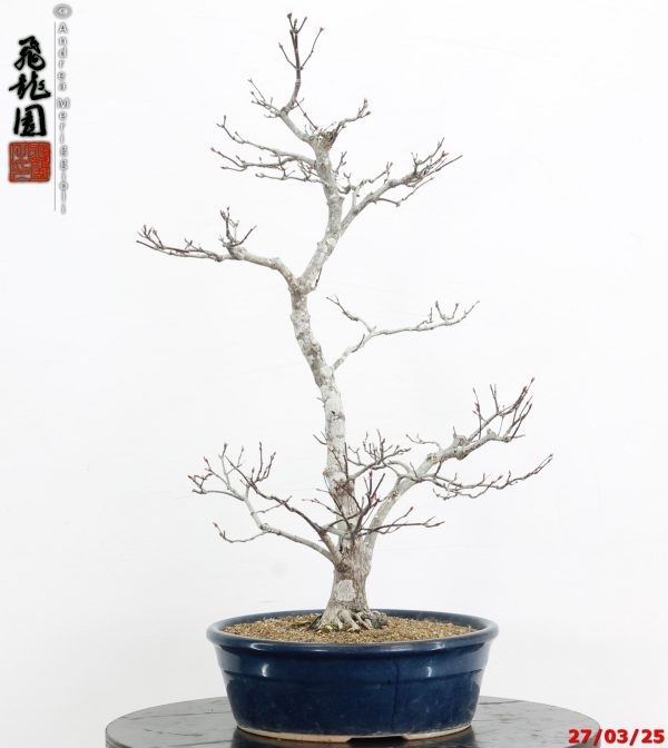 Acer palmatum Shoujounomura - immagine 6
