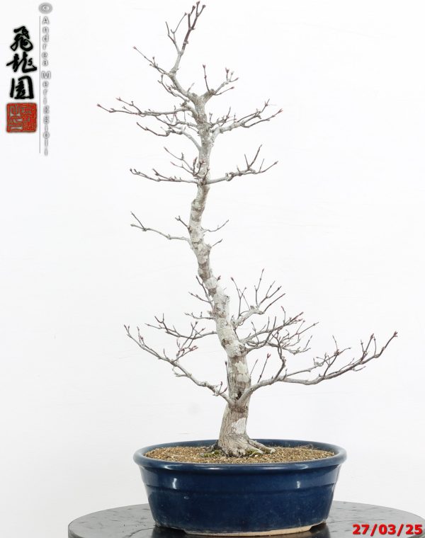 Acer palmatum Shoujounomura - immagine 7