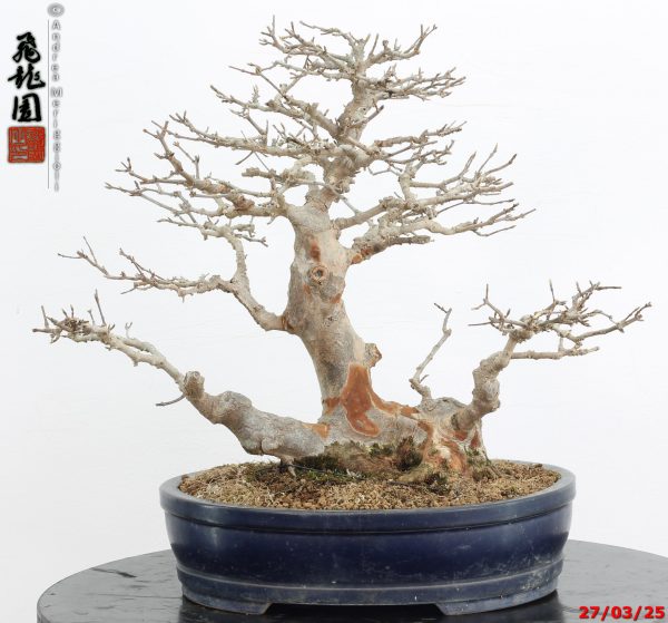Acer buergerianum