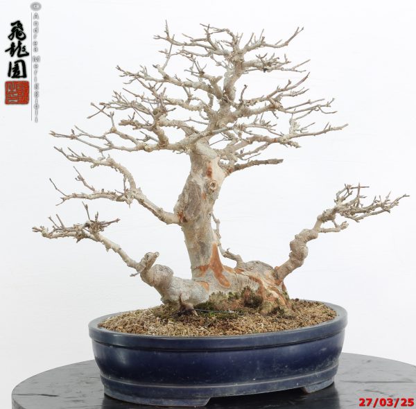 Acer buergerianum - immagine 2