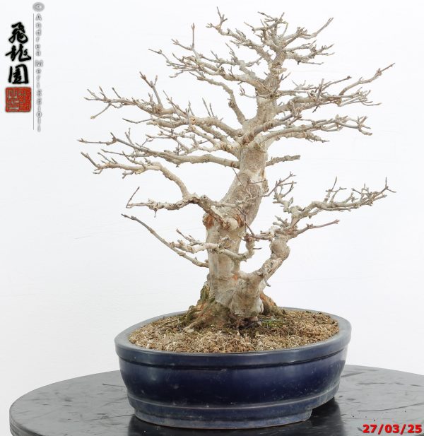 Acer buergerianum - immagine 3