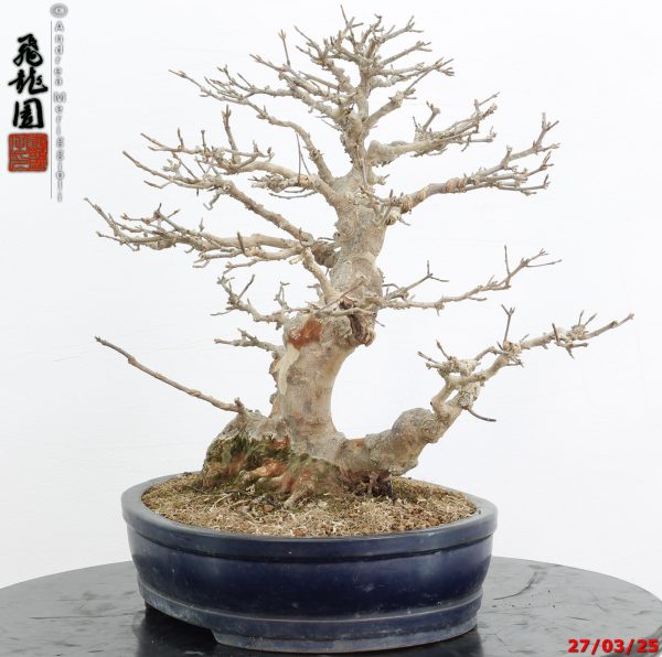 Acer buergerianum - immagine 4